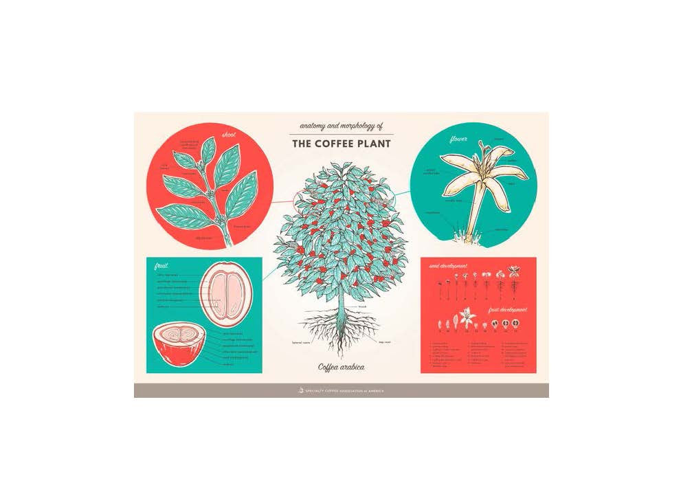 SCAA Anatomy of Coffee Plant Poster